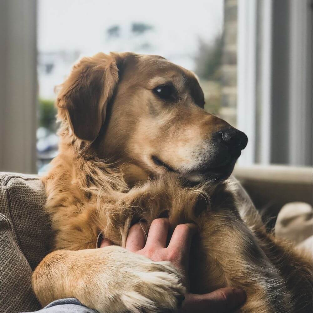 person petting dog