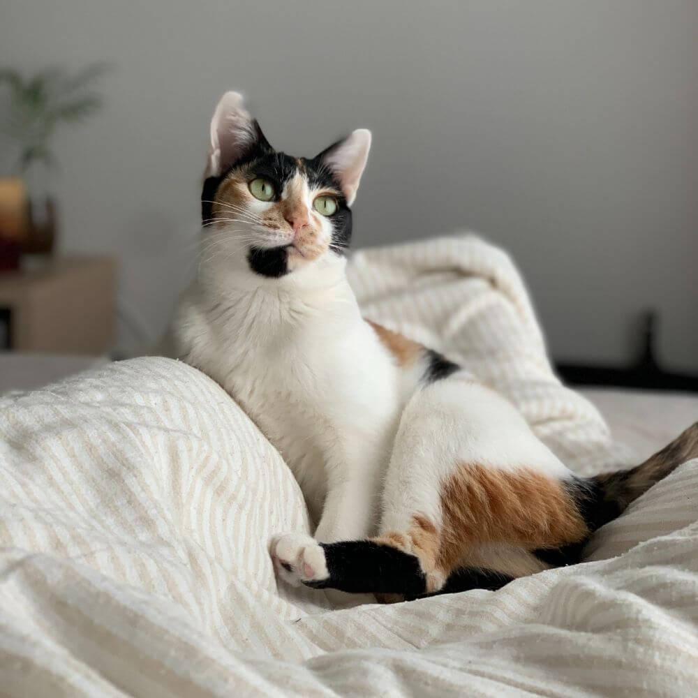 cat laying on bed