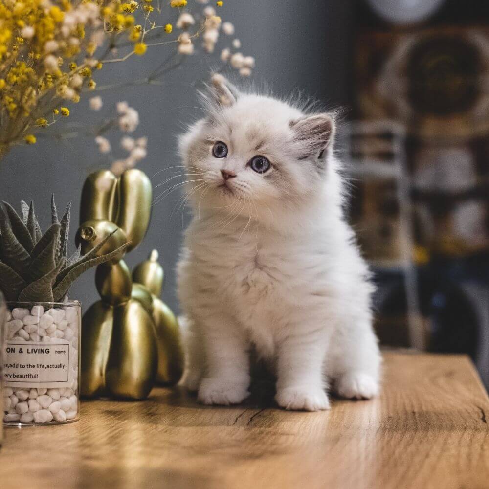 kitten sitting on table