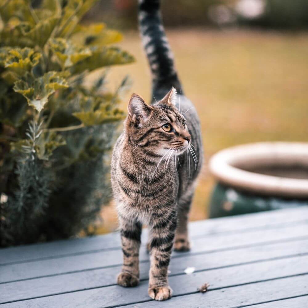 cat standing on a bench