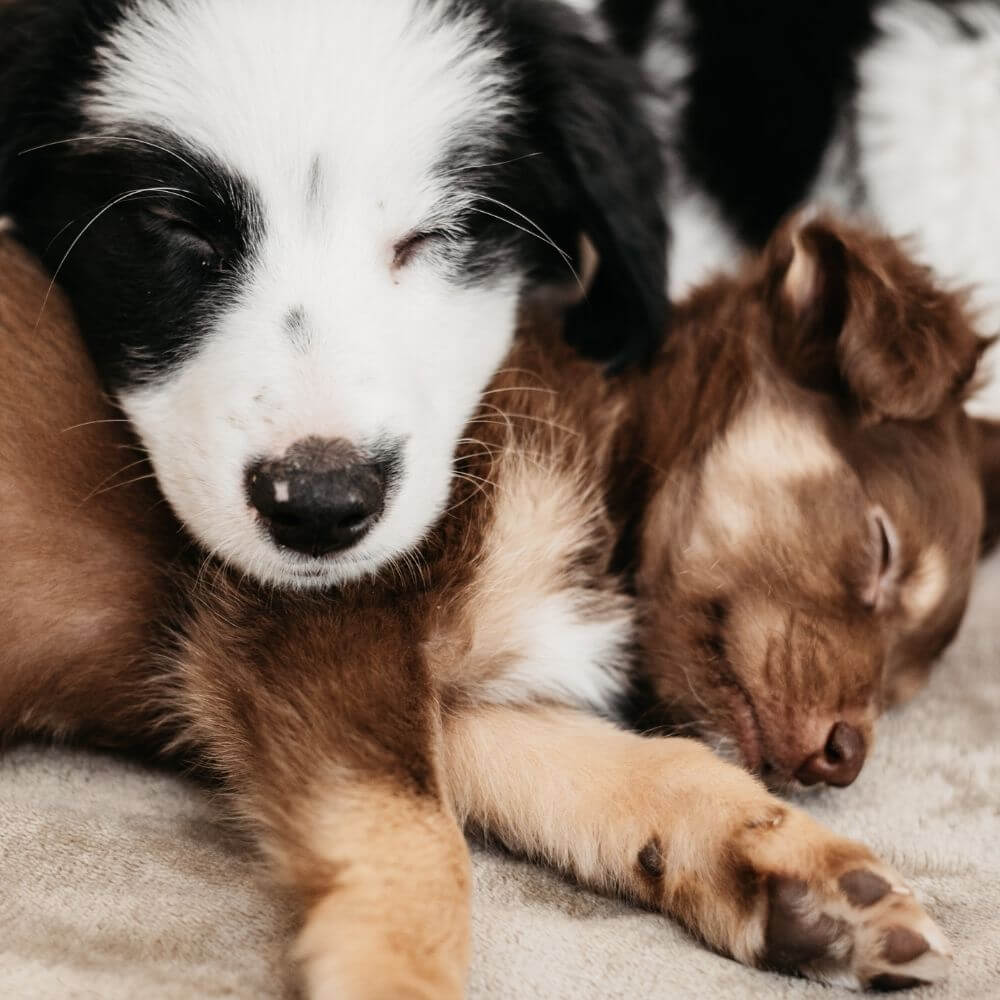 puppies cuddling