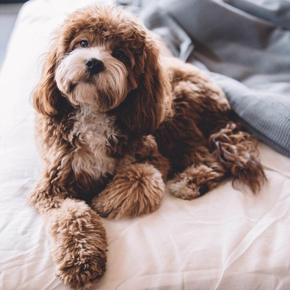 brown puppy laying on bed